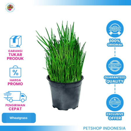 Rumput Wheatgrass – Rumput Alami untuk Kelinci dan Kucing