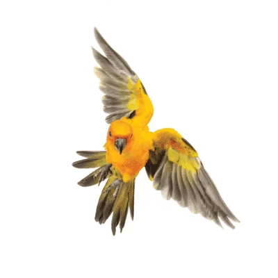 Burung