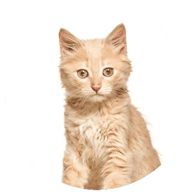 Kucing