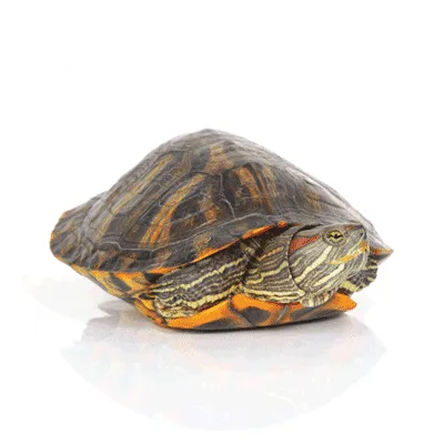 Reptil